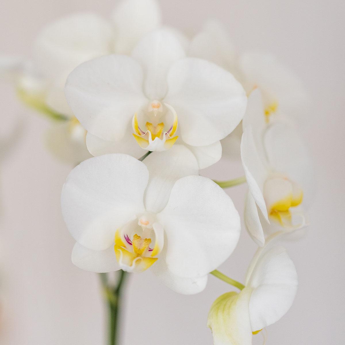 Witte orchidee Amabilis en succulent in Tube sierpot wit - Ø9cm