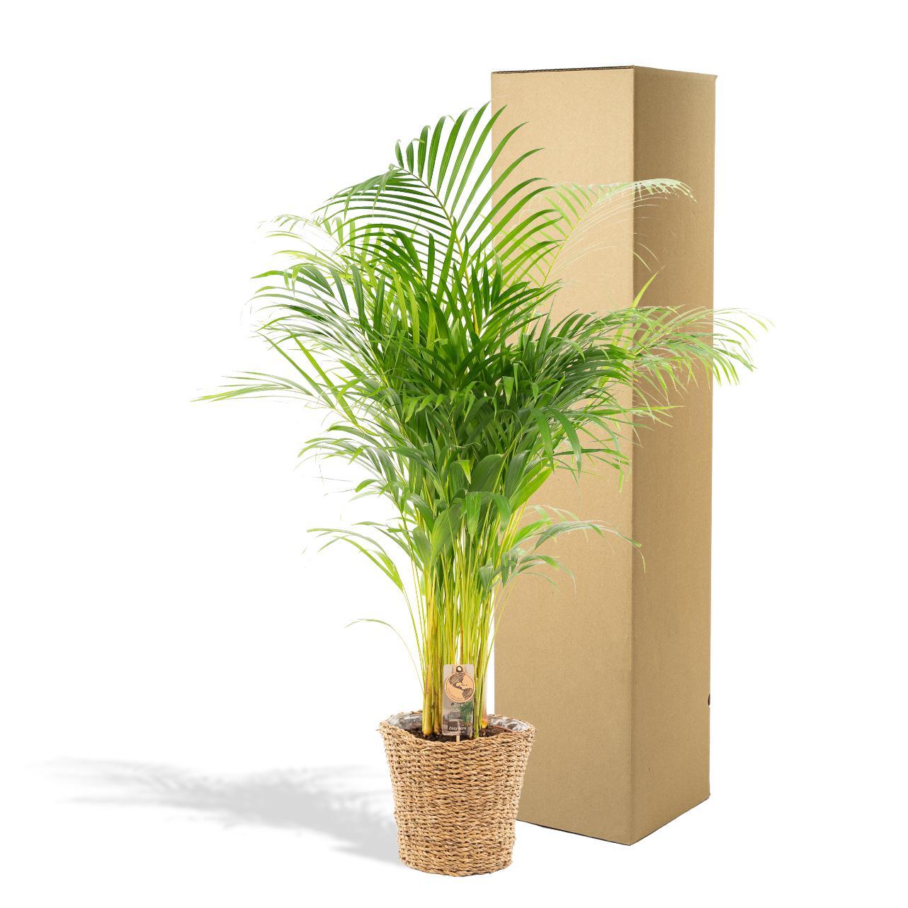 Areca palm met mand - ↨110cm -Ø21cm