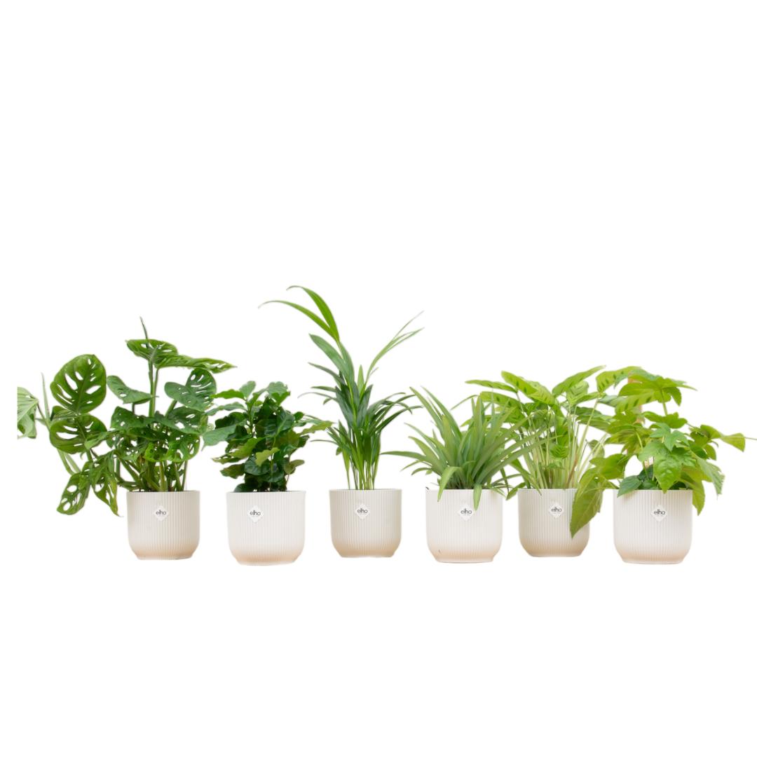 Verrassingsbox met 6 planten inclusief bloempotten wit - Ø14cm