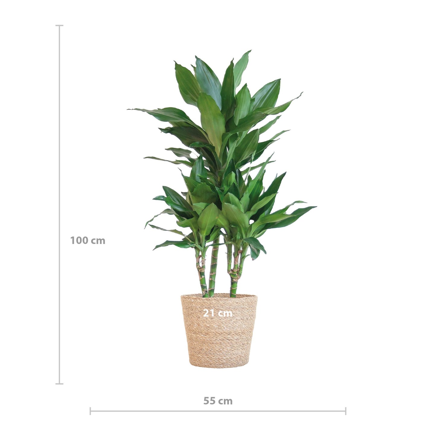 Dracaena Janet Lindt met Sofia mand naturel - ↨95cm - Ø21