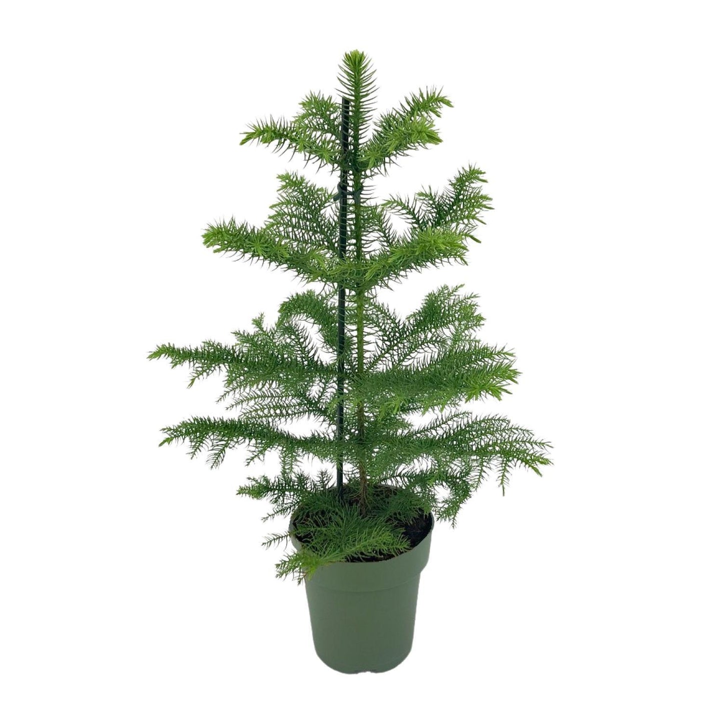 Araucaria Heterophylla - ↨40cm - Ø14cm