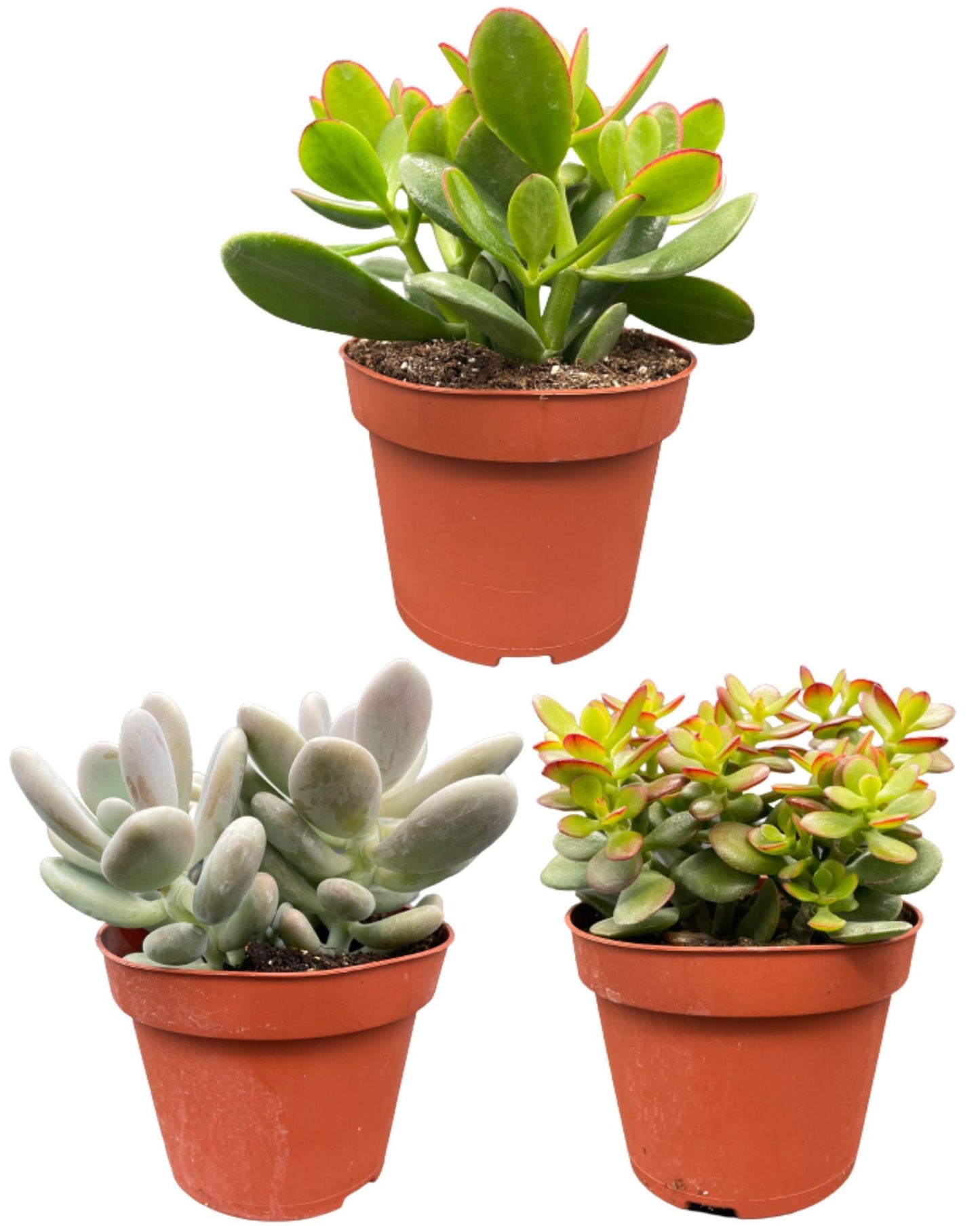Succulenten mix 3 stuks - ↨16-22cm - Ø12cm