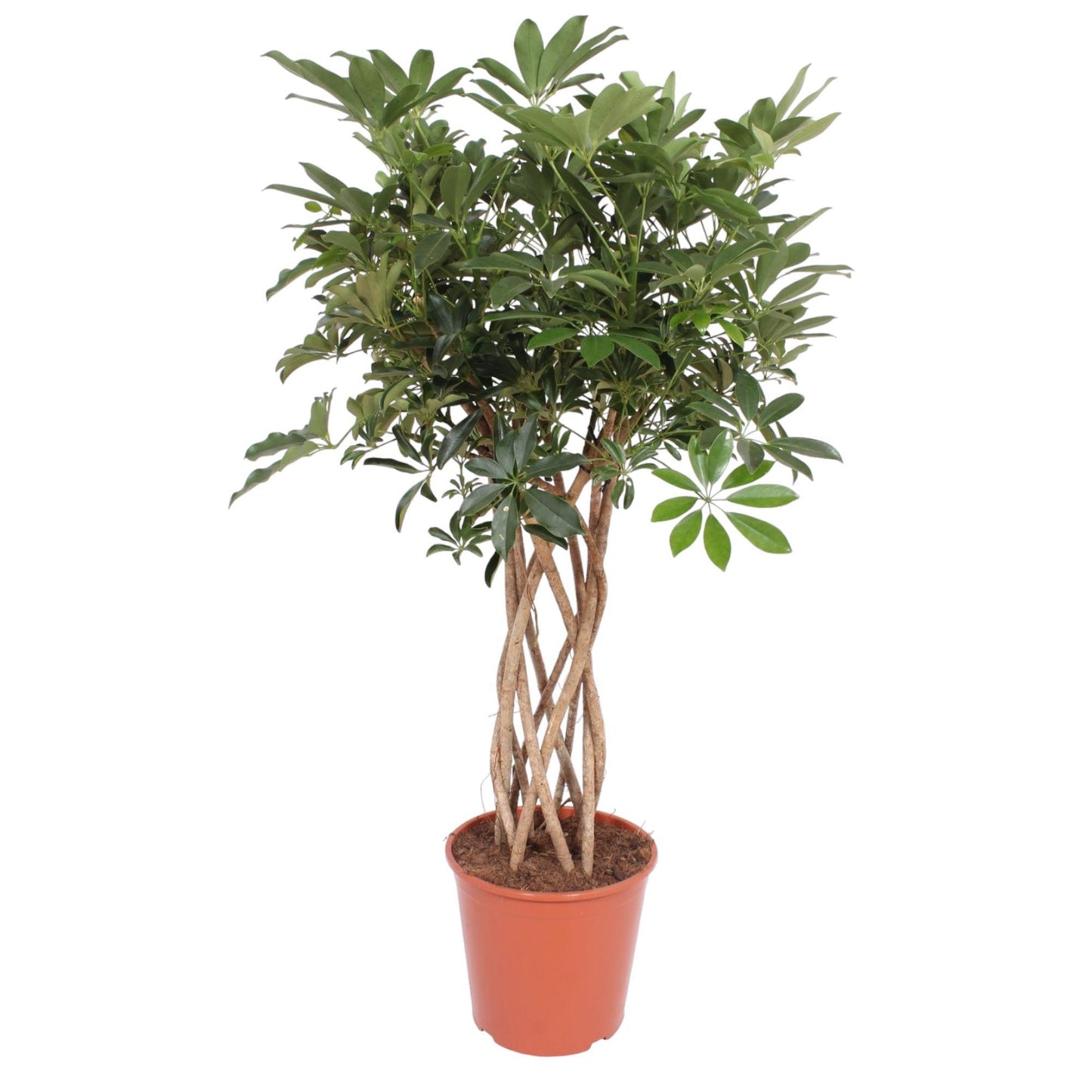 Schefflera Arboricola Compacta gevlochten stam - ↨140cm - Ø30cm