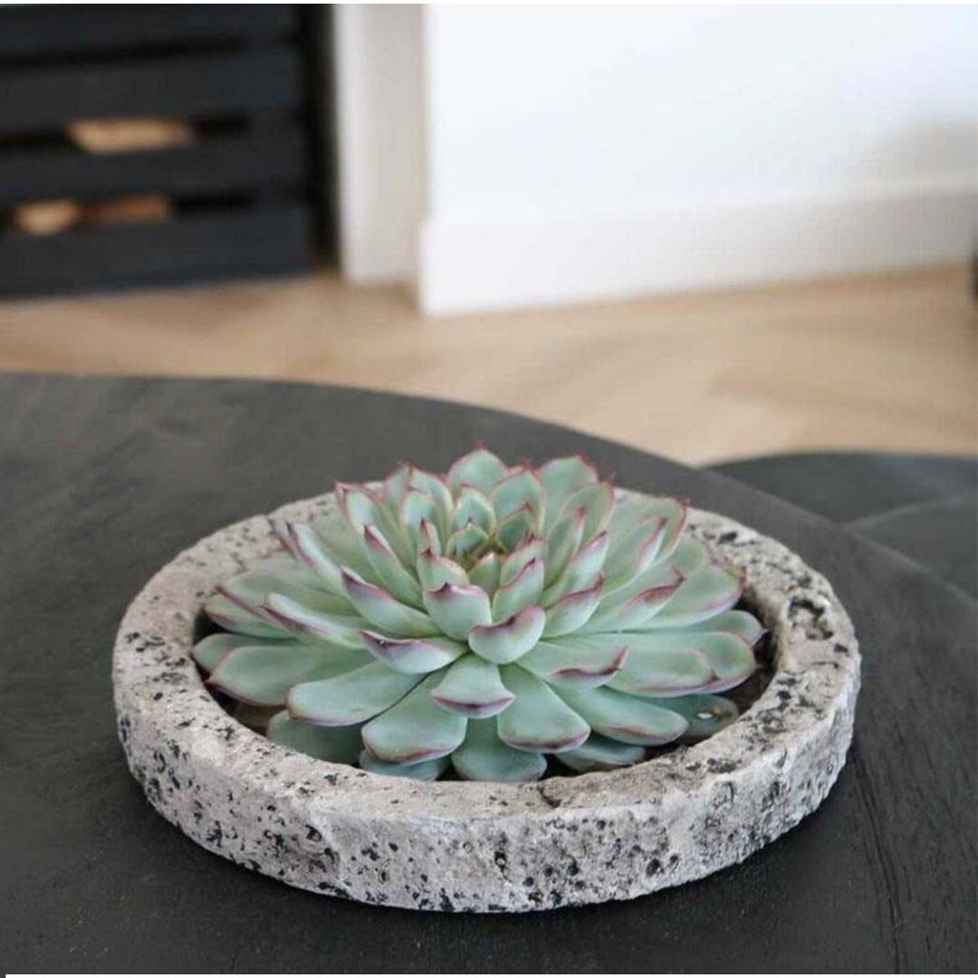 Succulent Echeveria Lilacina in schaal Concrete - ↨5cm - Ø20cm