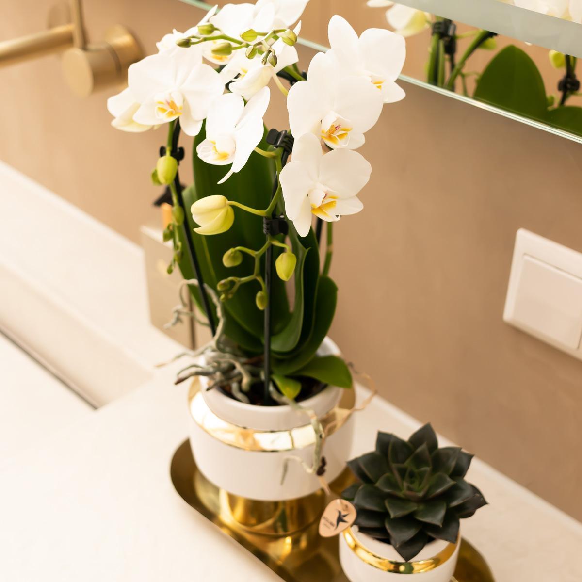 Plantenset van witte orchidee en Succulent op gouden dienblad