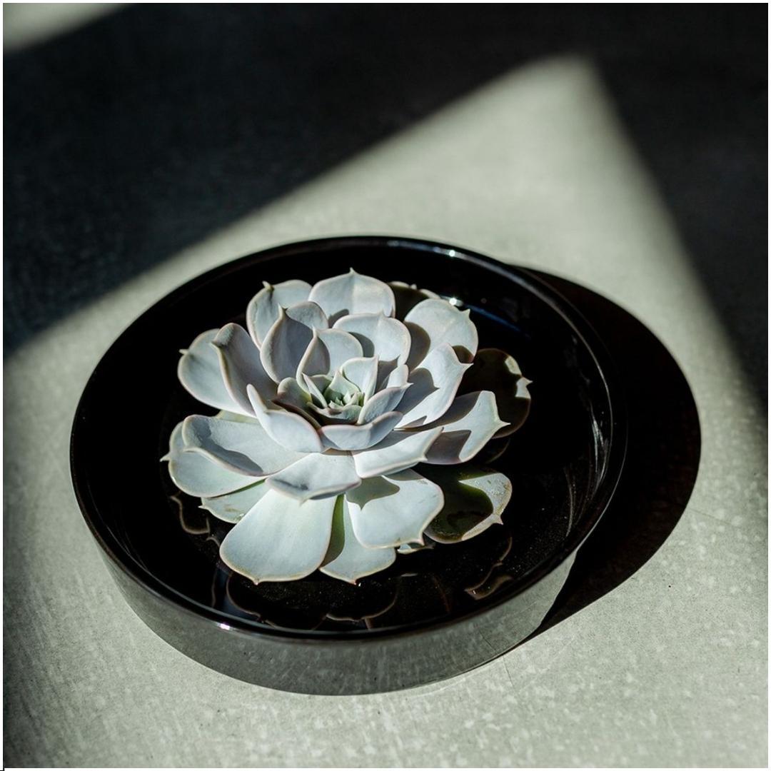 Succulent Echeveria Lilacina in schaal zwart - ↨5cm - Ø20cm