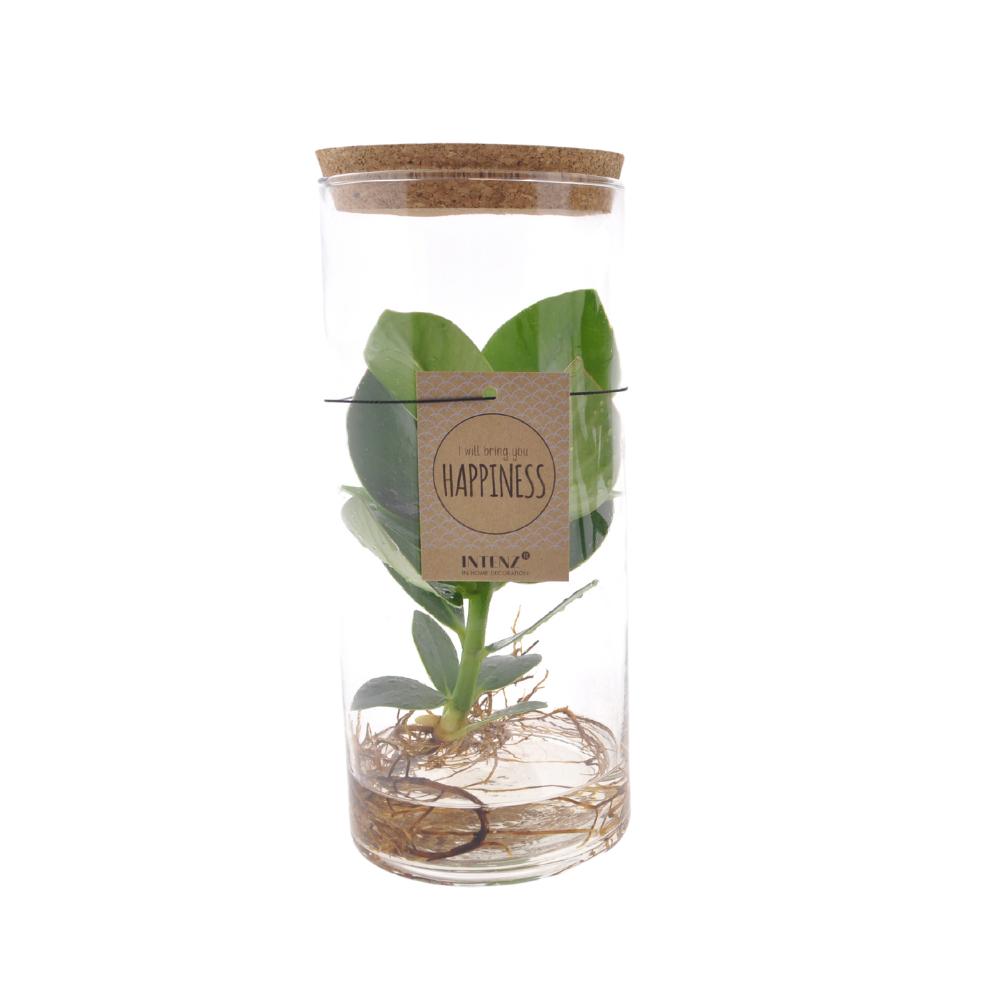 Clusia In Tube Glas M - ↨30cm - Ø12cm
