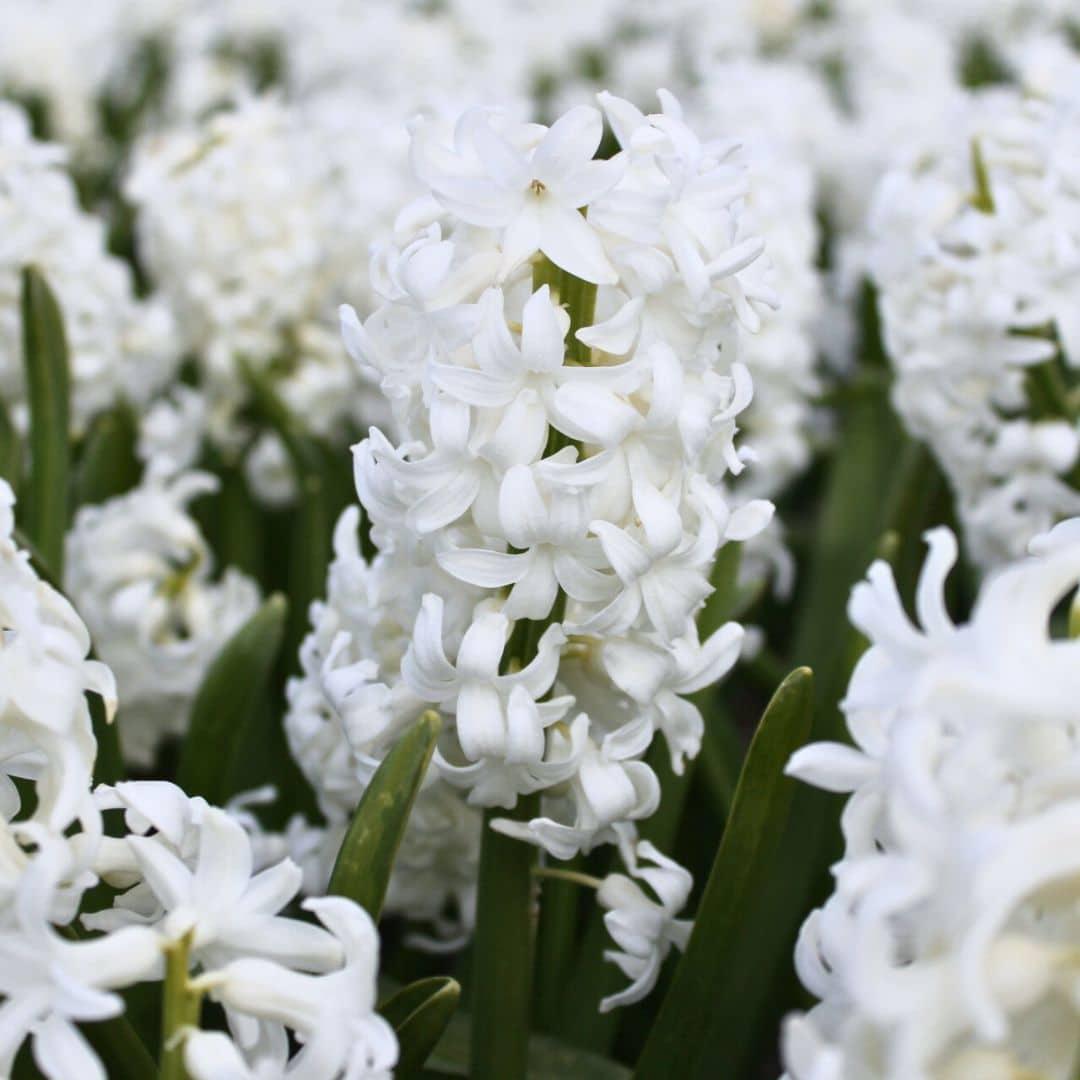 Hyacint Show Off - 30 bloembollen
