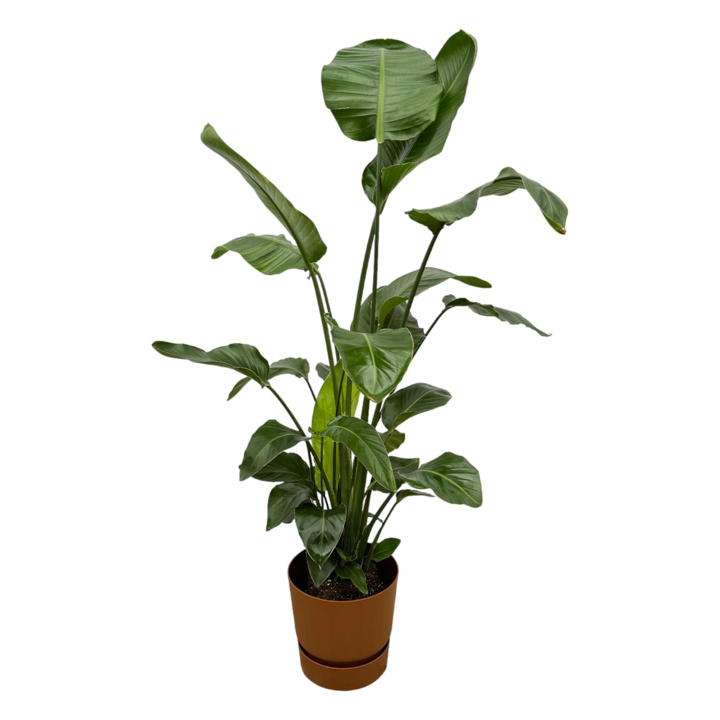 Strelitzia Nicolai - incl. bloempot Bruin - ↨160cm - Ø30cm