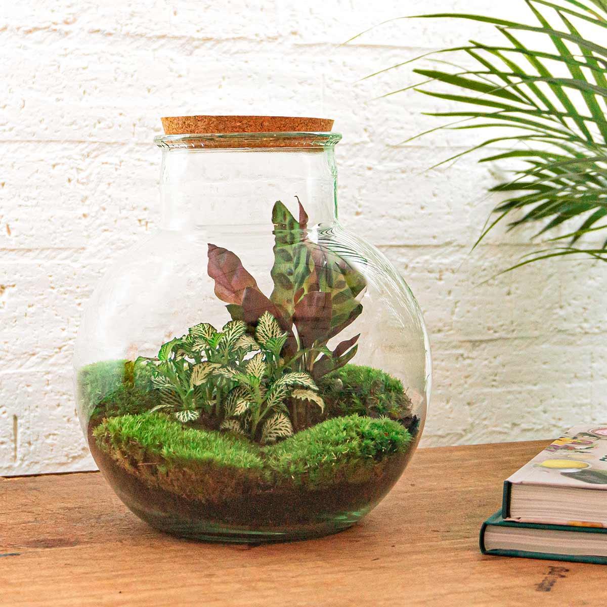 DIY terrarium Teddy - ↨26,5 cm - Ø25cm