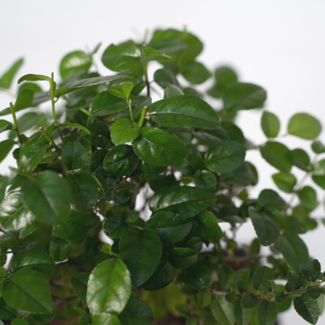 Bonsai waterval met boeddha - ↨25cm