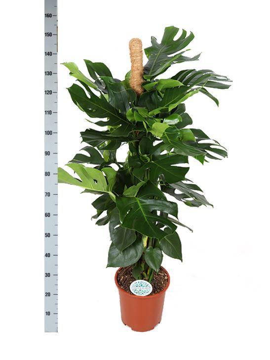 Monstera Deliciosa mosstok - met Albury natural mand - ↨150cm - Ø27cm