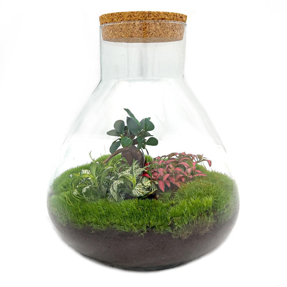 DIY terrarium Sam XL Bonsai - ↨35cm - Ø30cm