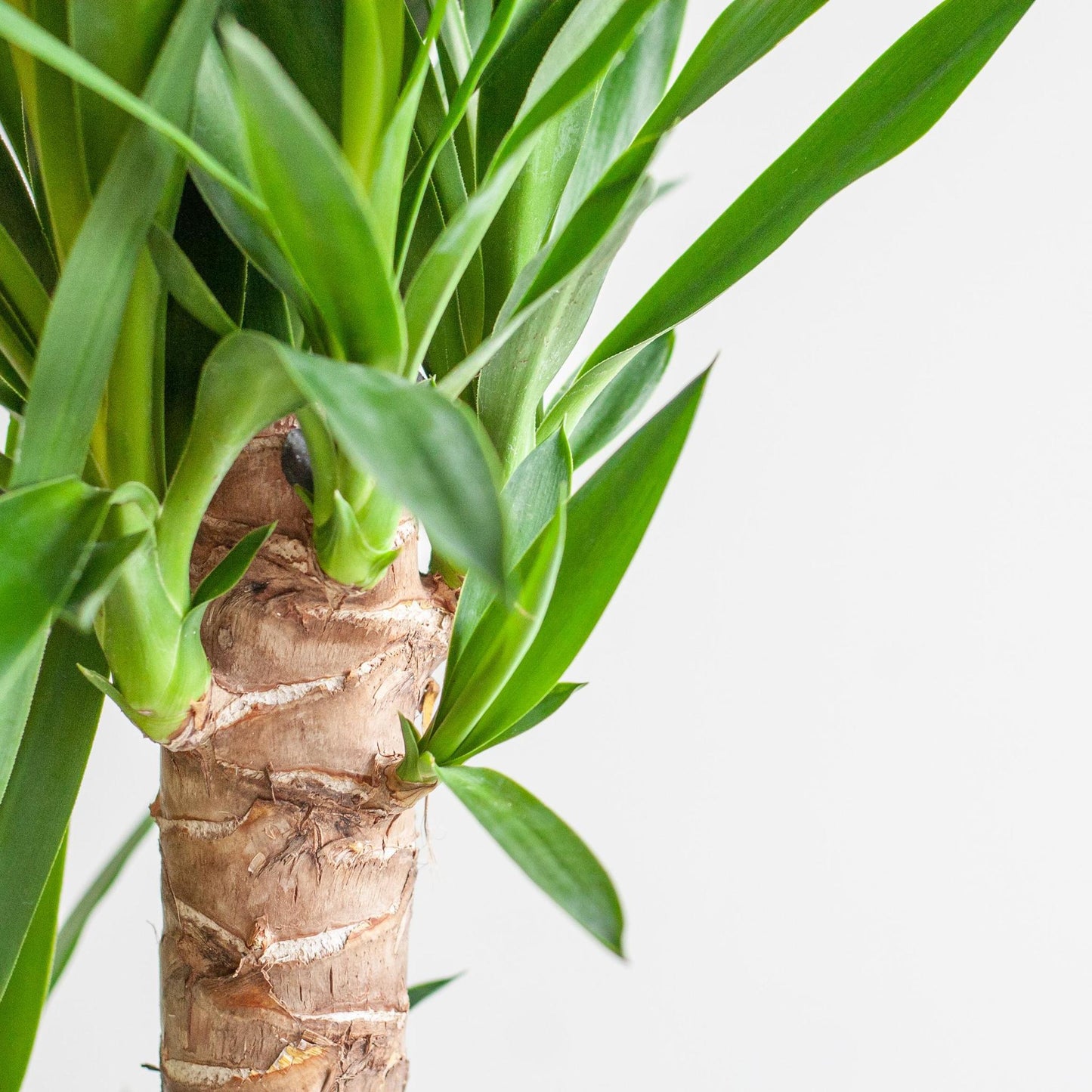 Dracaena Janet Lindt incl. Viber wit - 95cm - Ø21cm