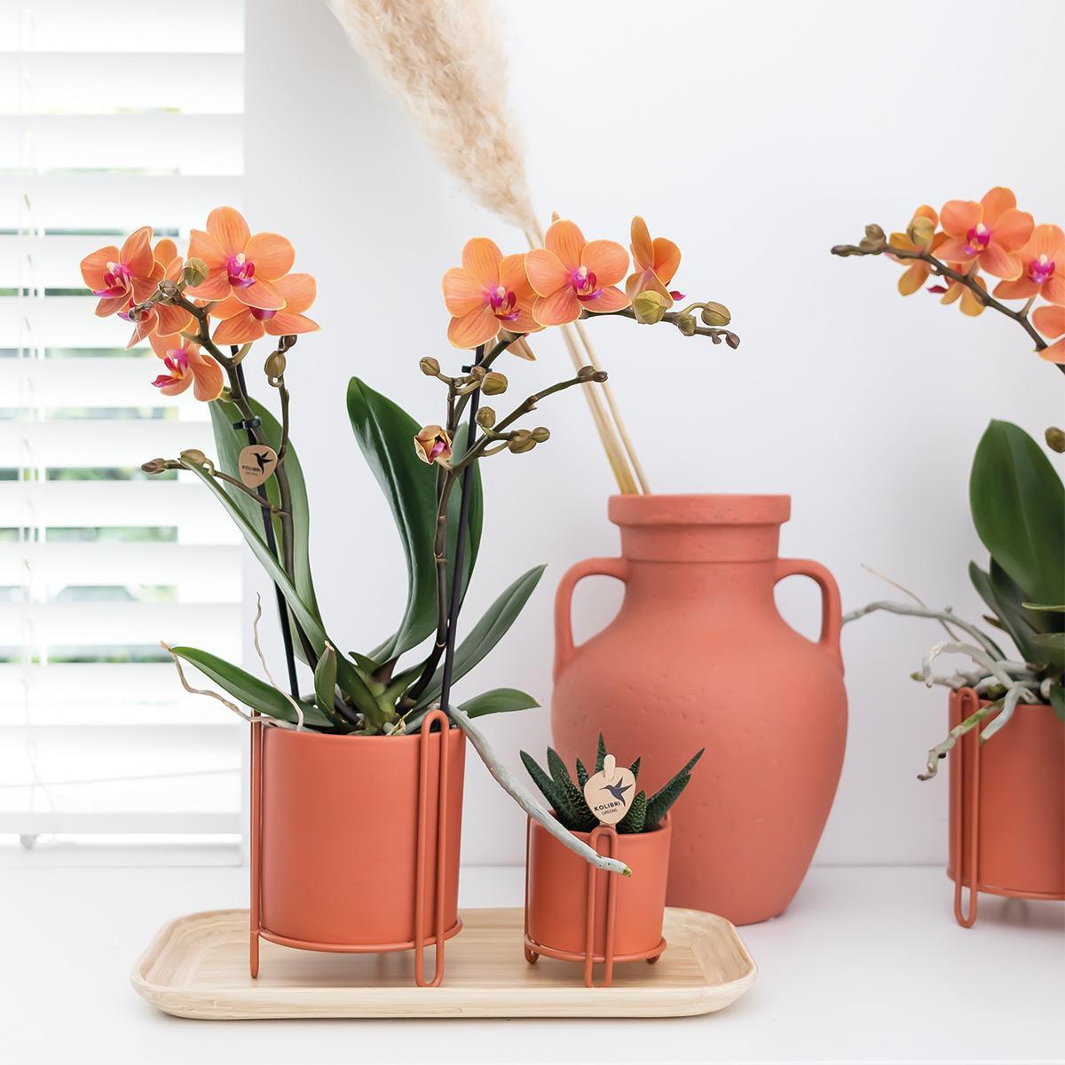 Oranje phalaenopsis orchidee - Mineral Bolzano - Ø9cm