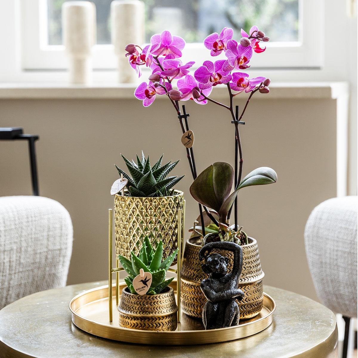 Plantenset Hotel Chic - Paarse Phalaenopsis Orchidee en Succulenten incl. keramieken sierpotten