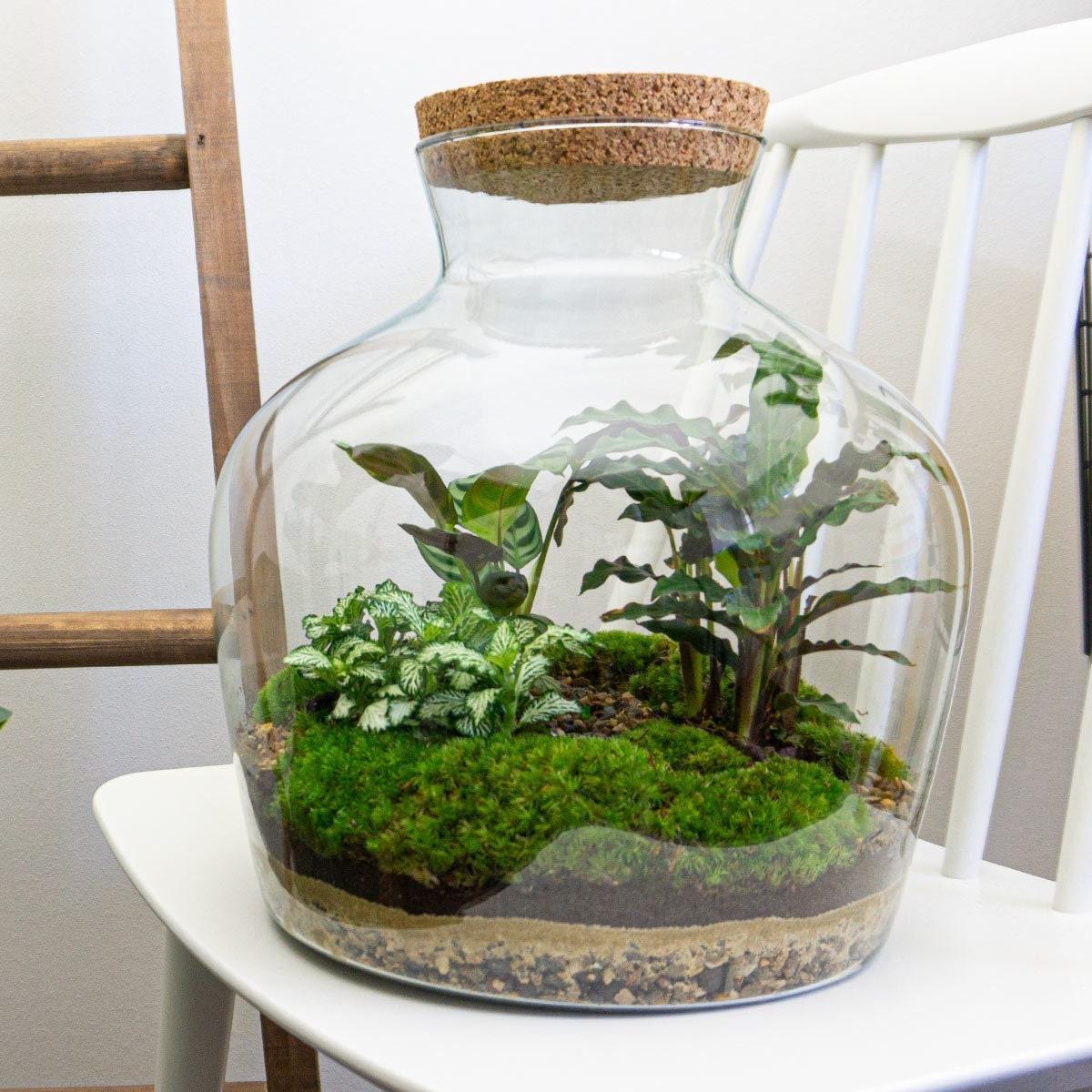 DIY terrarium Fat Joe - ↨30 cm - Ø29cm