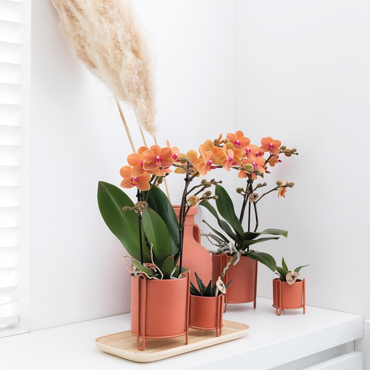 Oranje phalaenopsis orchidee - Mineral Bolzano - Ø9cm