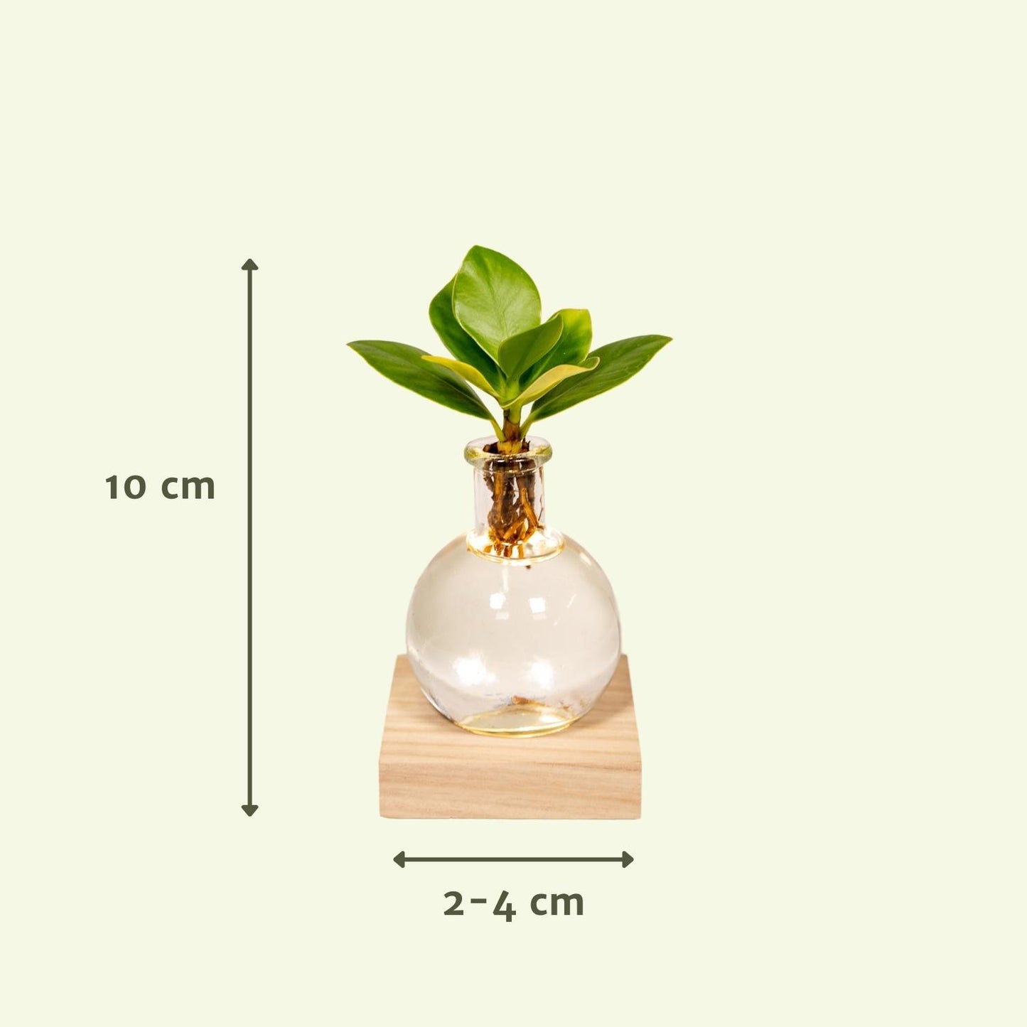 Clusia in samoa glas met LED verlichting - ↨10cm - Ø4cm