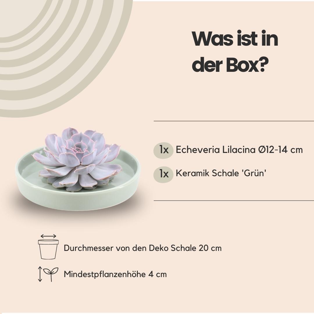 Succulent Echeveria Lilacina in schaal groen - ↨5cm - Ø20cm