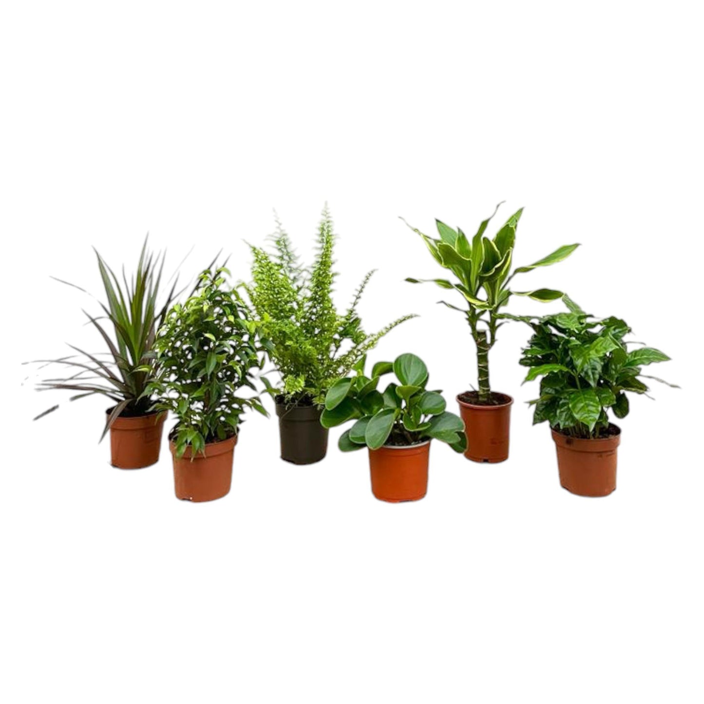 Verrassingsbox met 6 kamerplanten - ↨20 - 40cm - Ø12cm