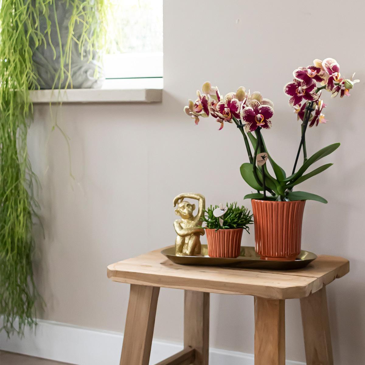 Verrassingsbox met 4 orchideeën eenkleurig - Ø9cm