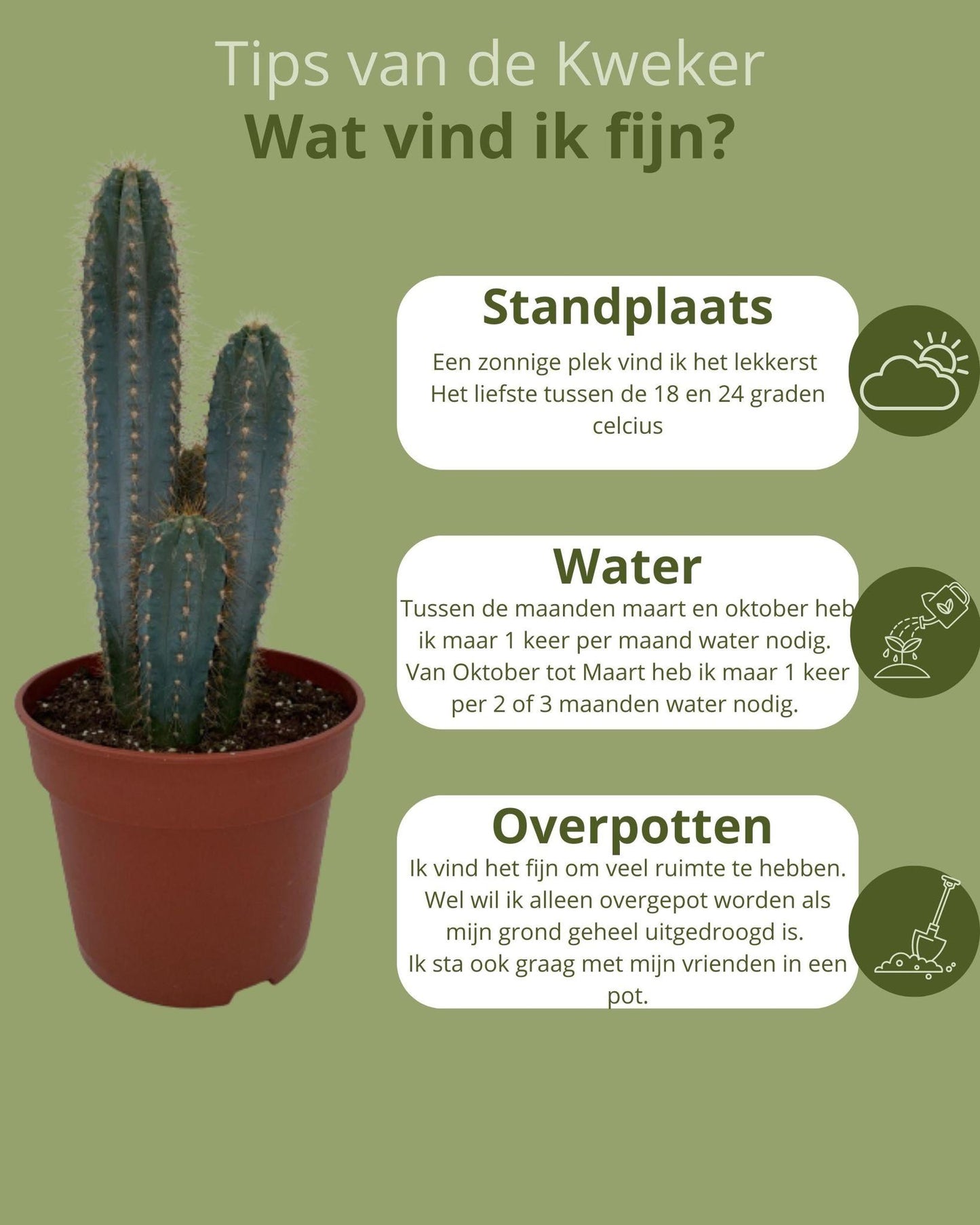 Cactus - Pilosocereus Azerues - ↨30-40cm - Ø17cm