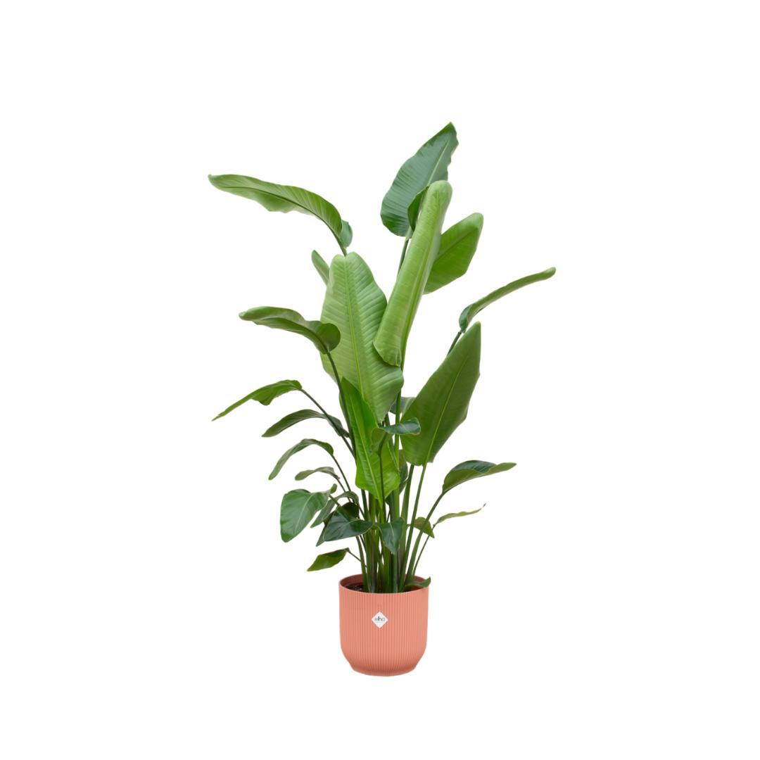 Strelitzia Nicolai - incl. bloempot Roze - ↨180cm - Ø30cm