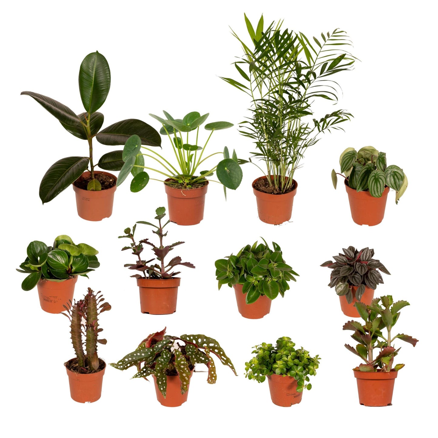 Buitenbeentjesbox met 12 kamerplanten - ↨15 a 25cm - Ø10 a 12cm