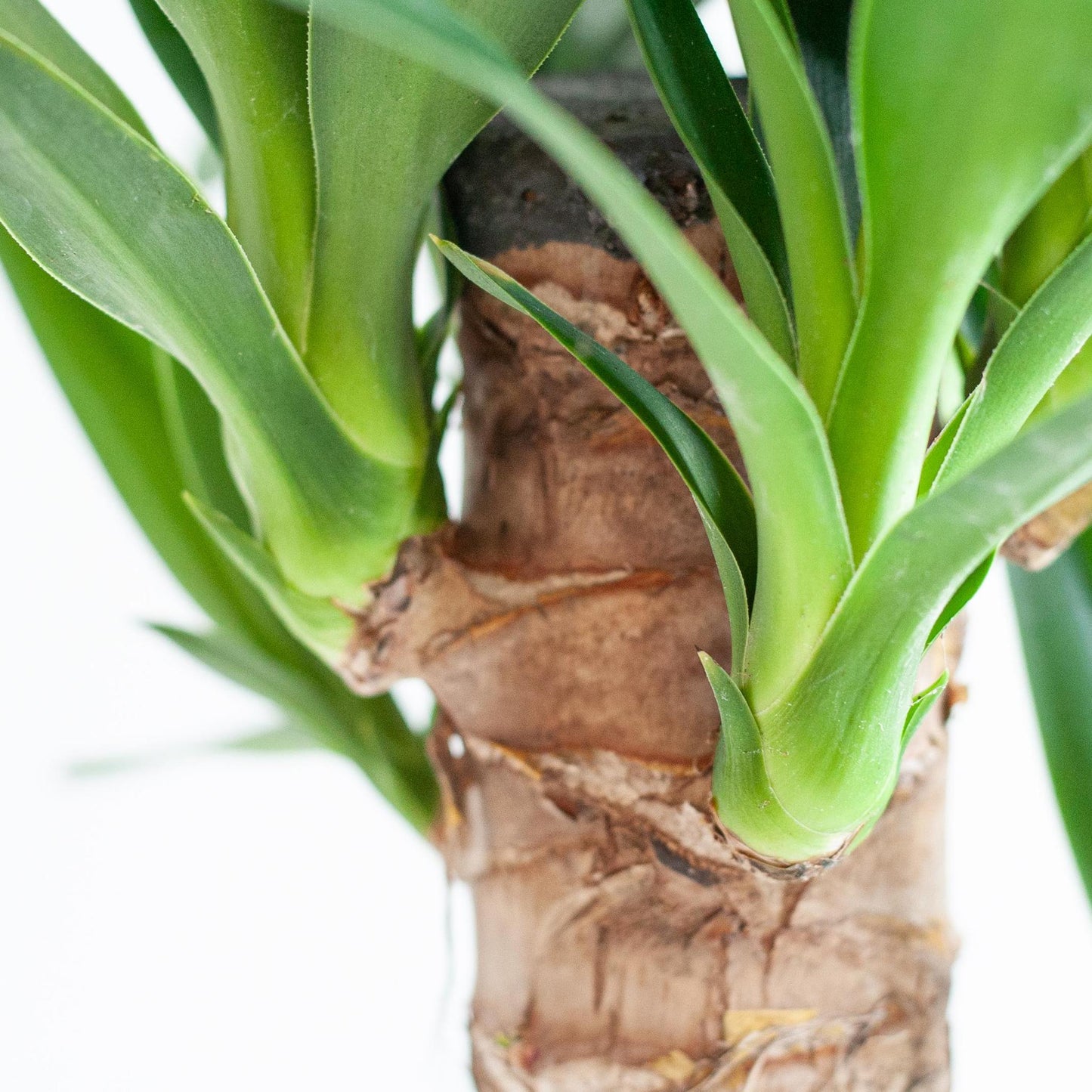 Dracaena Janet Lindt met Sofia mand naturel - ↨95cm - Ø21