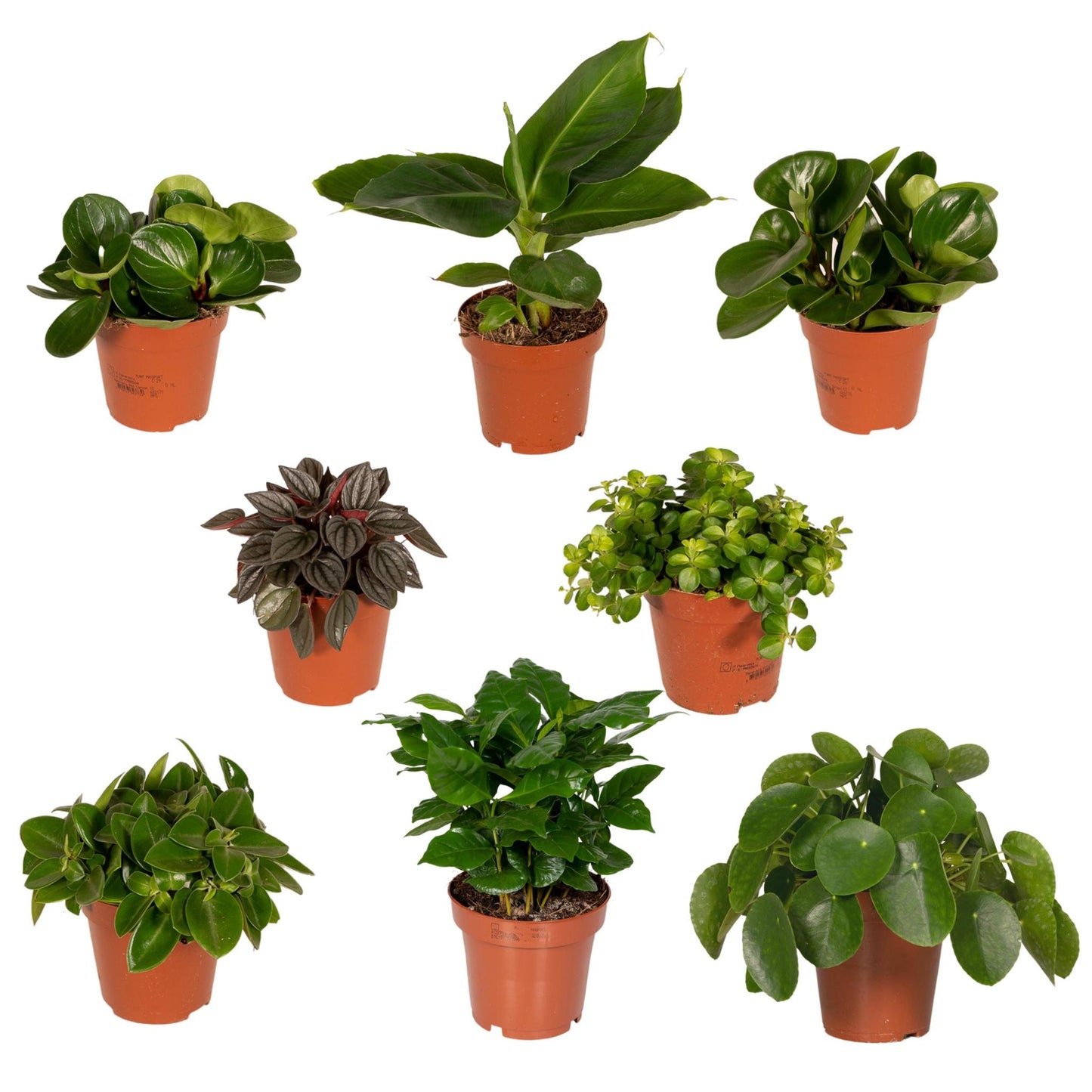 Verrassingsbox met 8 kamerplanten - ↨20 a 30cm - Ø10 a 12cm