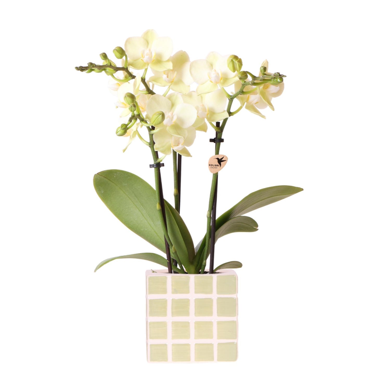 Gele phalaenopsis orchidee Mexico + Mosa sierpot groen - Ø9cm