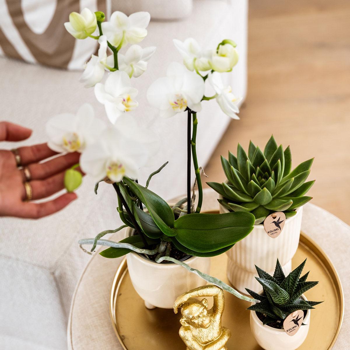 Plantenset Luxury Living - Witte Phalaenopsis Orchidee en Succulenten incl. keramieken sierpotten