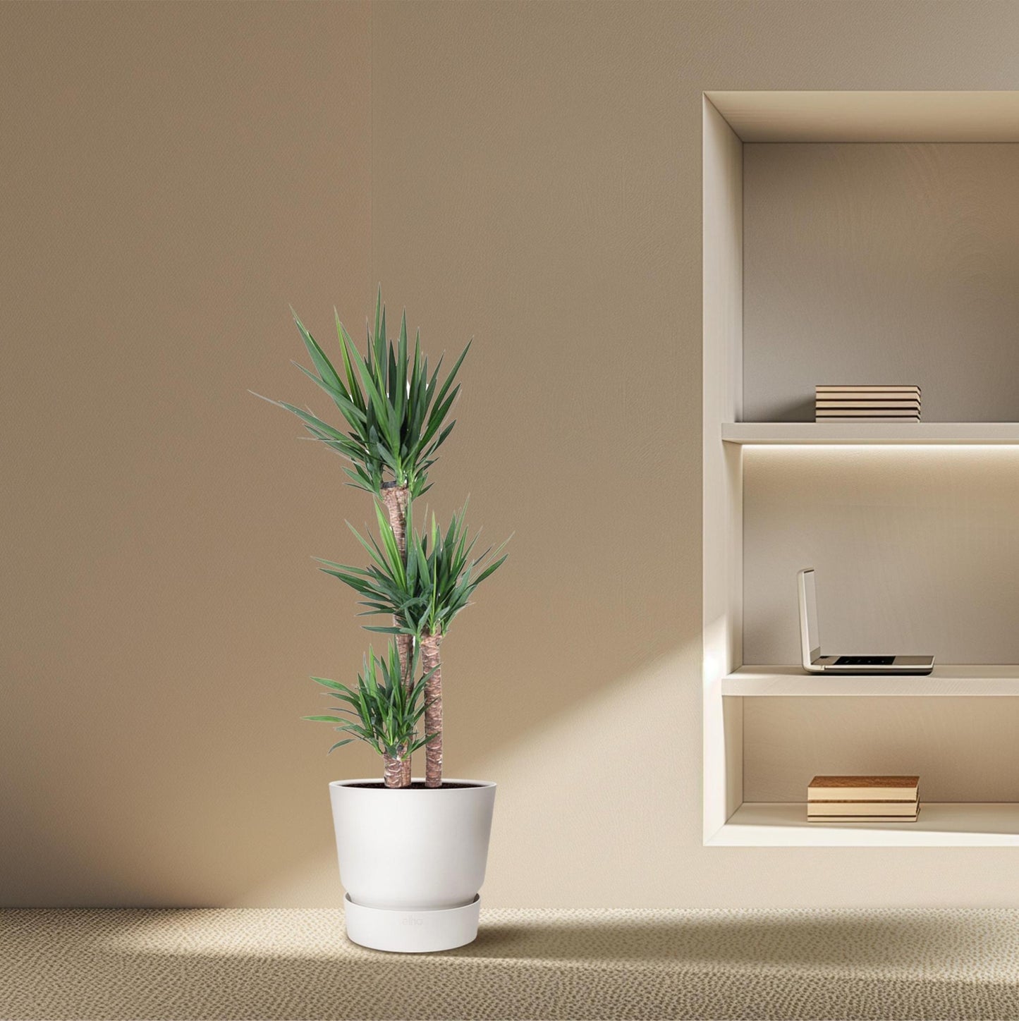 Yucca Elephantipe - ↨170cm - Ø31cm