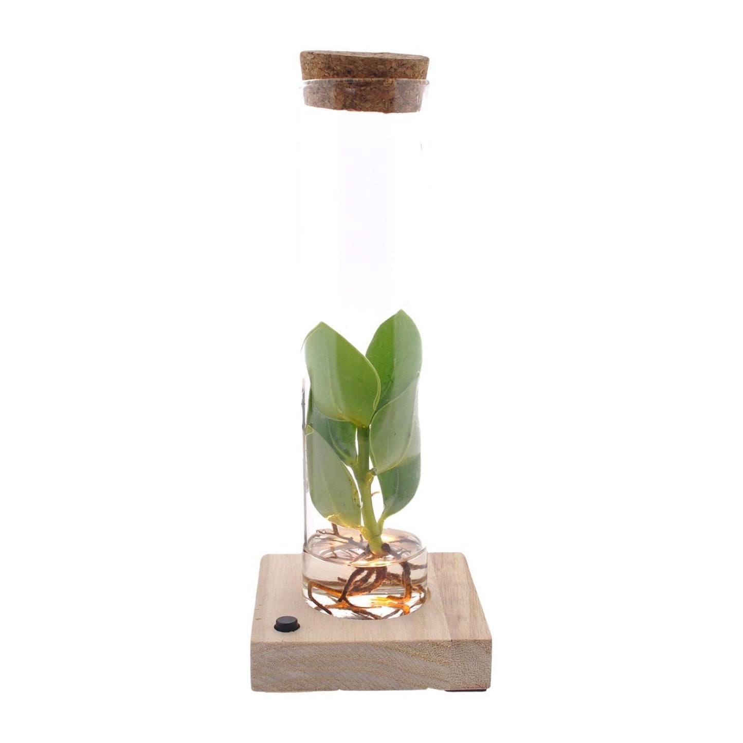 Clusia in tube glas + LED - ↨10cm - Ø5cm