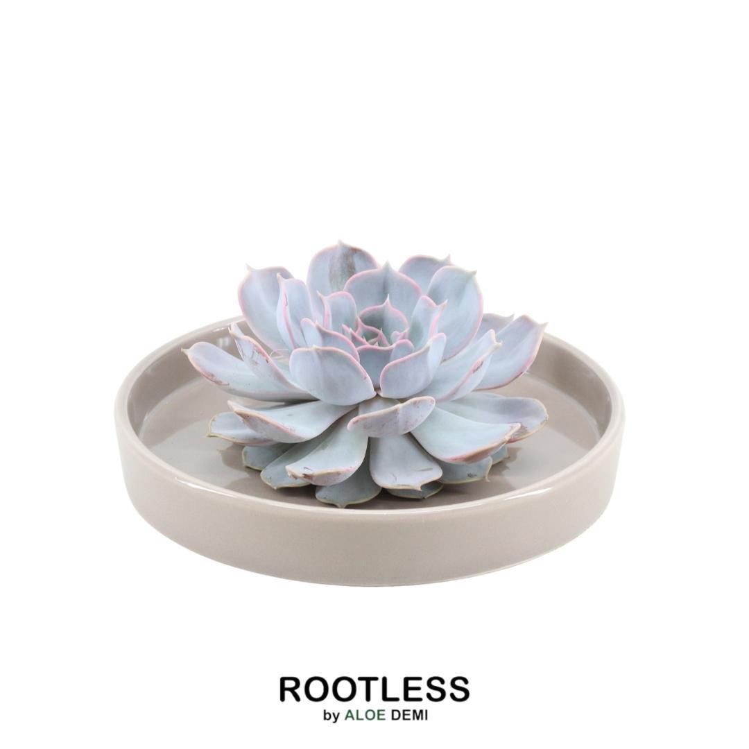 Succulent Echeveria Lilacina in schaal taupe - ↨5cm - Ø20cm