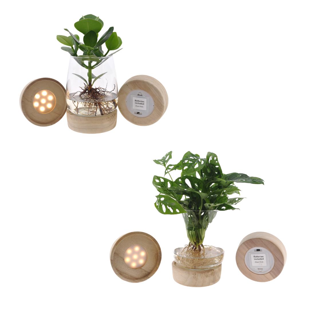 Kingston glas + LED Duo Monstera en Clusia - ↨30cm - Ø12cm