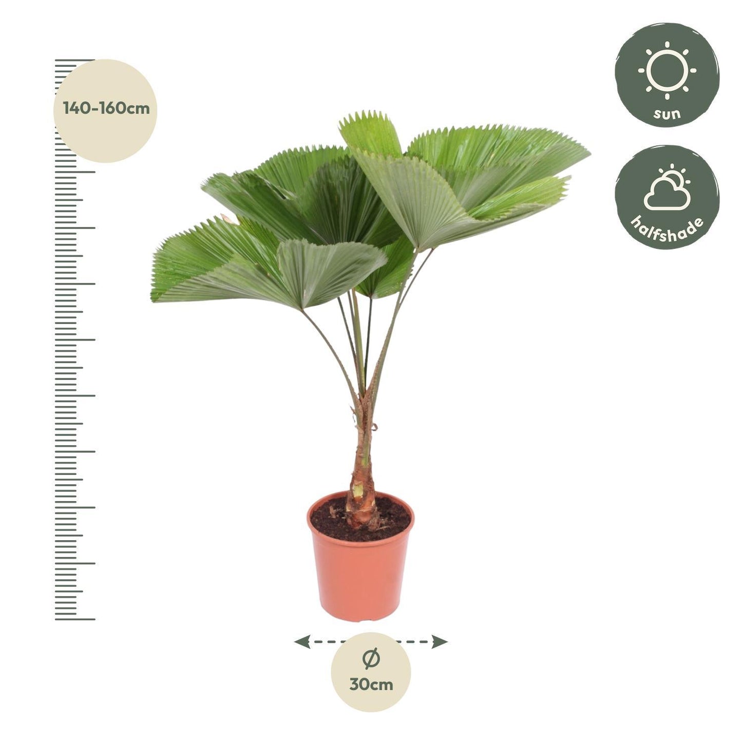 Licuala Grandis - ↨140cm - Ø30cm