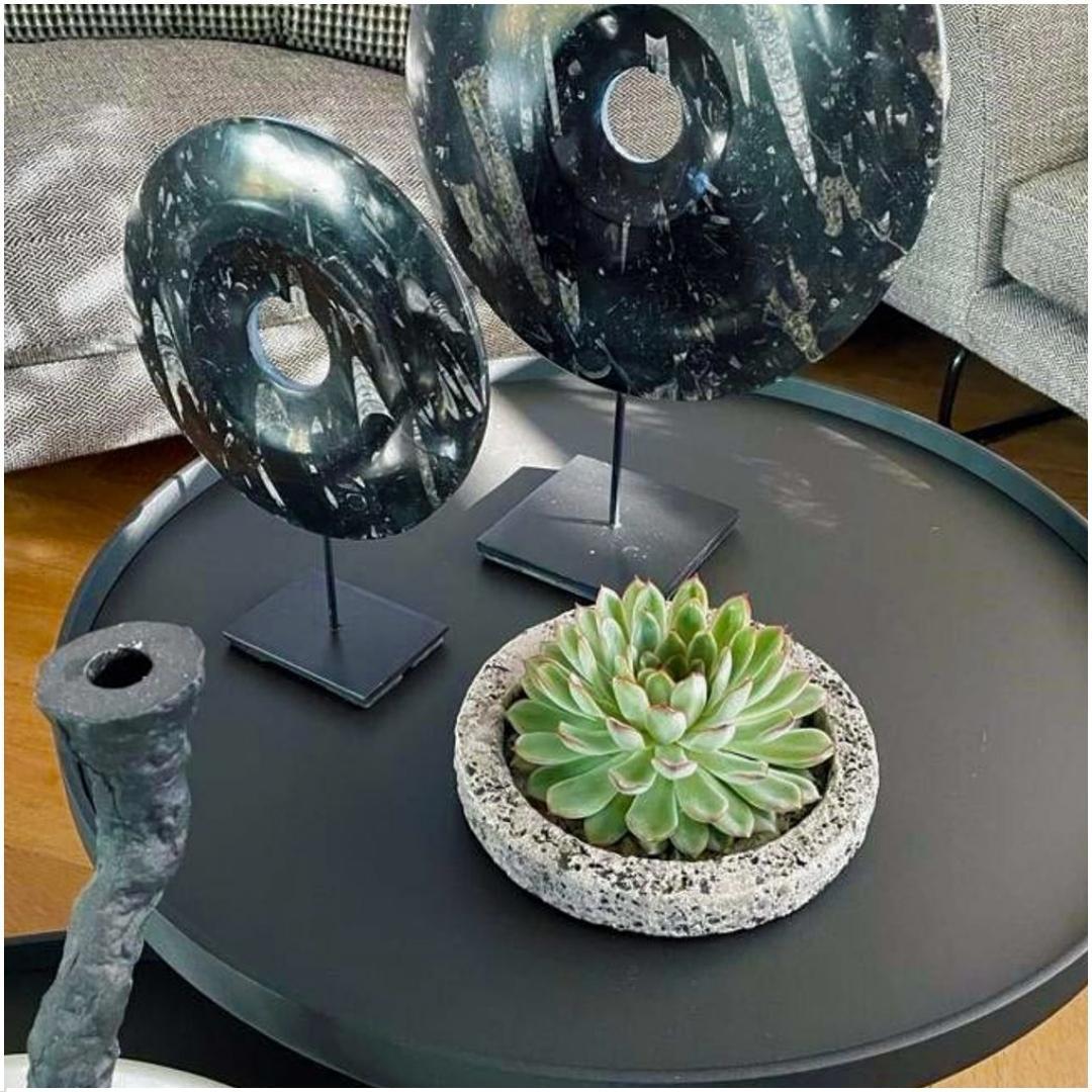 Succulent Echeveria Pulidonis in schaal Concrete -↨5cm - Ø20cm