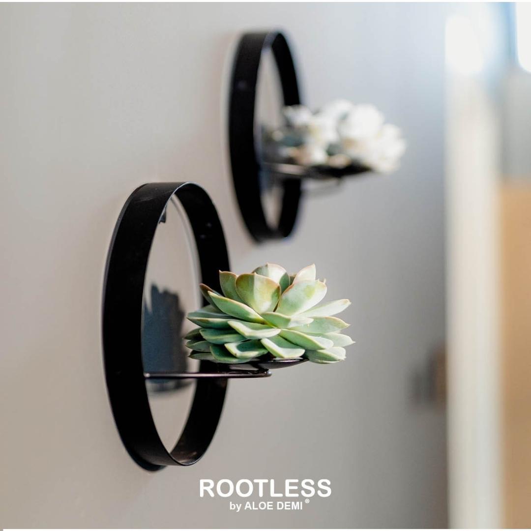 Succulent Echeveria Pulidonis op Muurdeco standaard zwart - ↨20cm - Ø20cm