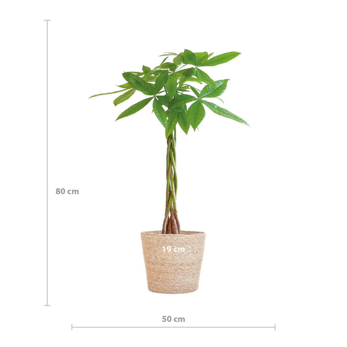 Pachira Aquatica met Sofia mand naturel - ↨80cm -Ø21cm
