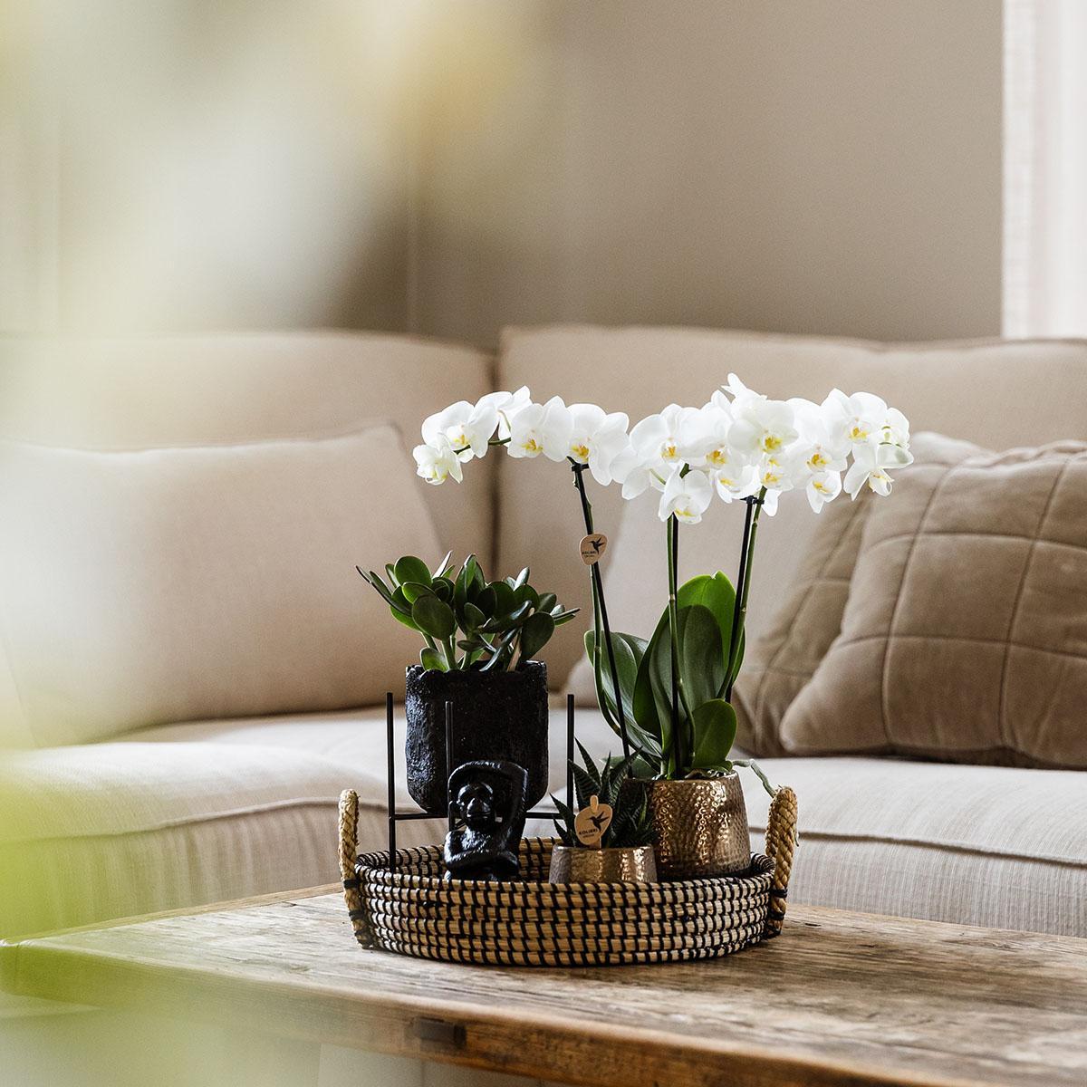 Plantenset Home Hub - Witte Phalaenopsis Orchidee en Succulenten incl. keramieken sierpotten