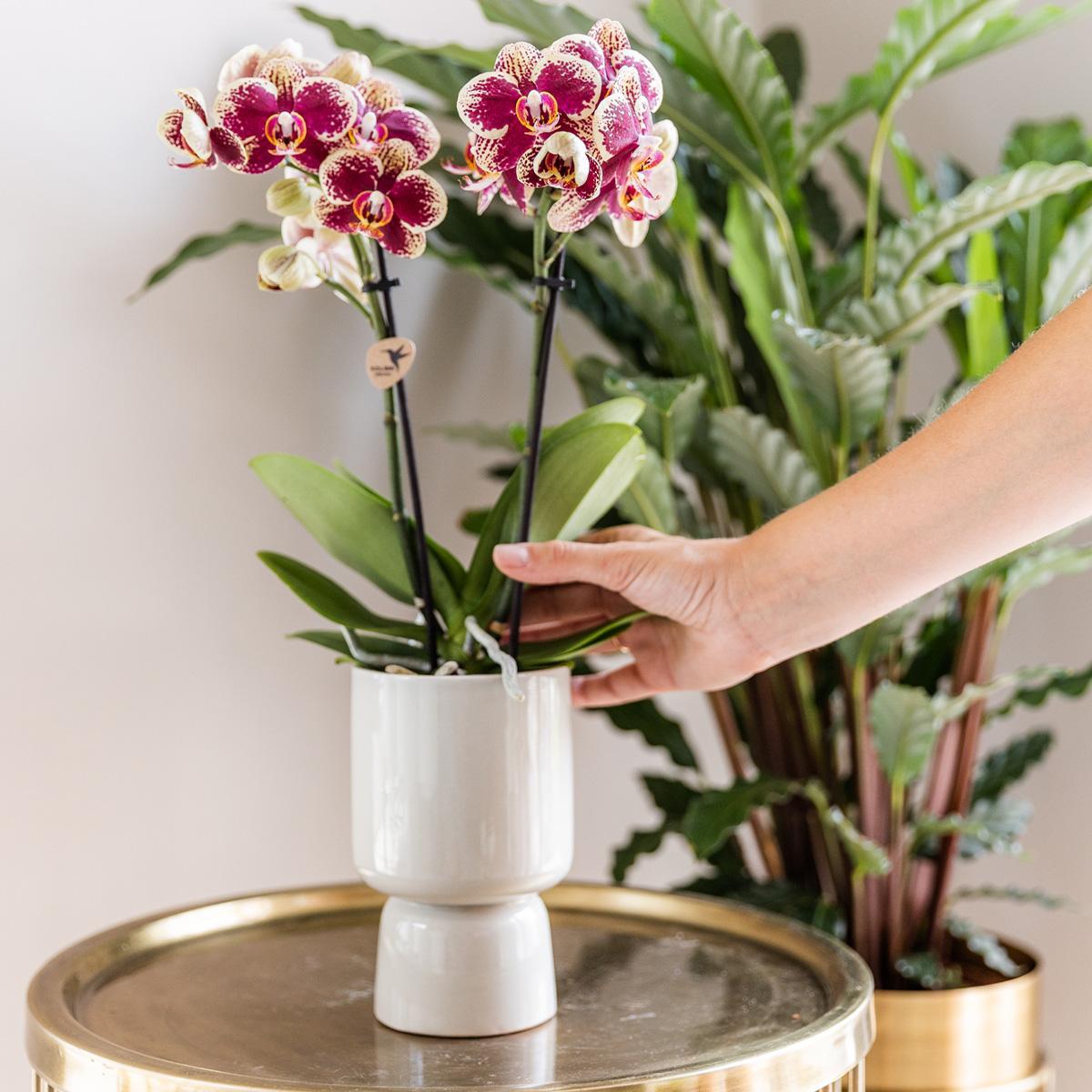Verrassingsbox met 4 orchideeën eenkleurig - Ø9cm