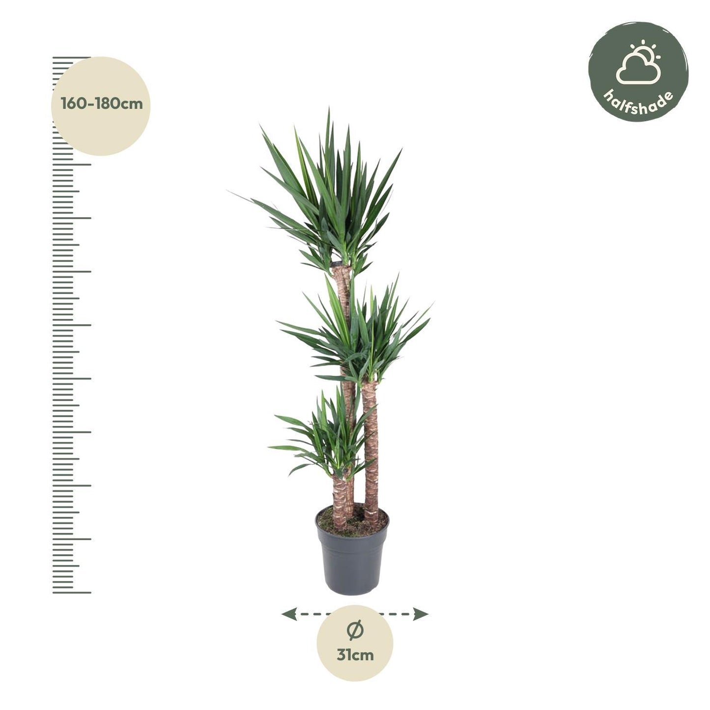 Yucca Elephantipe - ↨170cm - Ø31cm