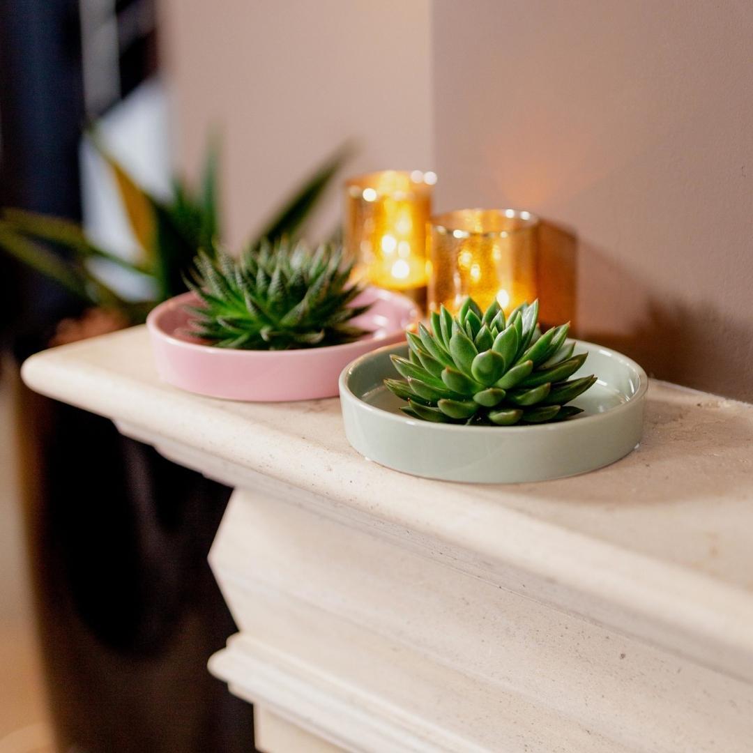 Succulent Echeveria Lilacina in schaal roze - ↨5cm - Ø20cm