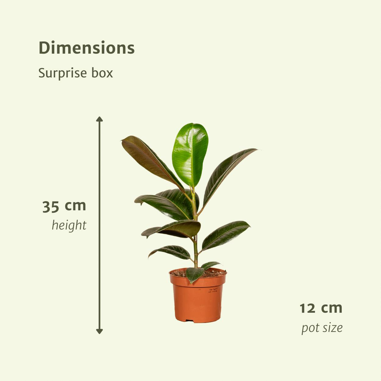 Verrassingsbox met 10 kamerplanten - ↨35cm - Ø12cm