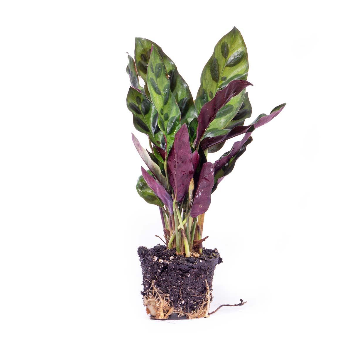 Calathea Lancifolia - Pauwenplant - Ø6cm