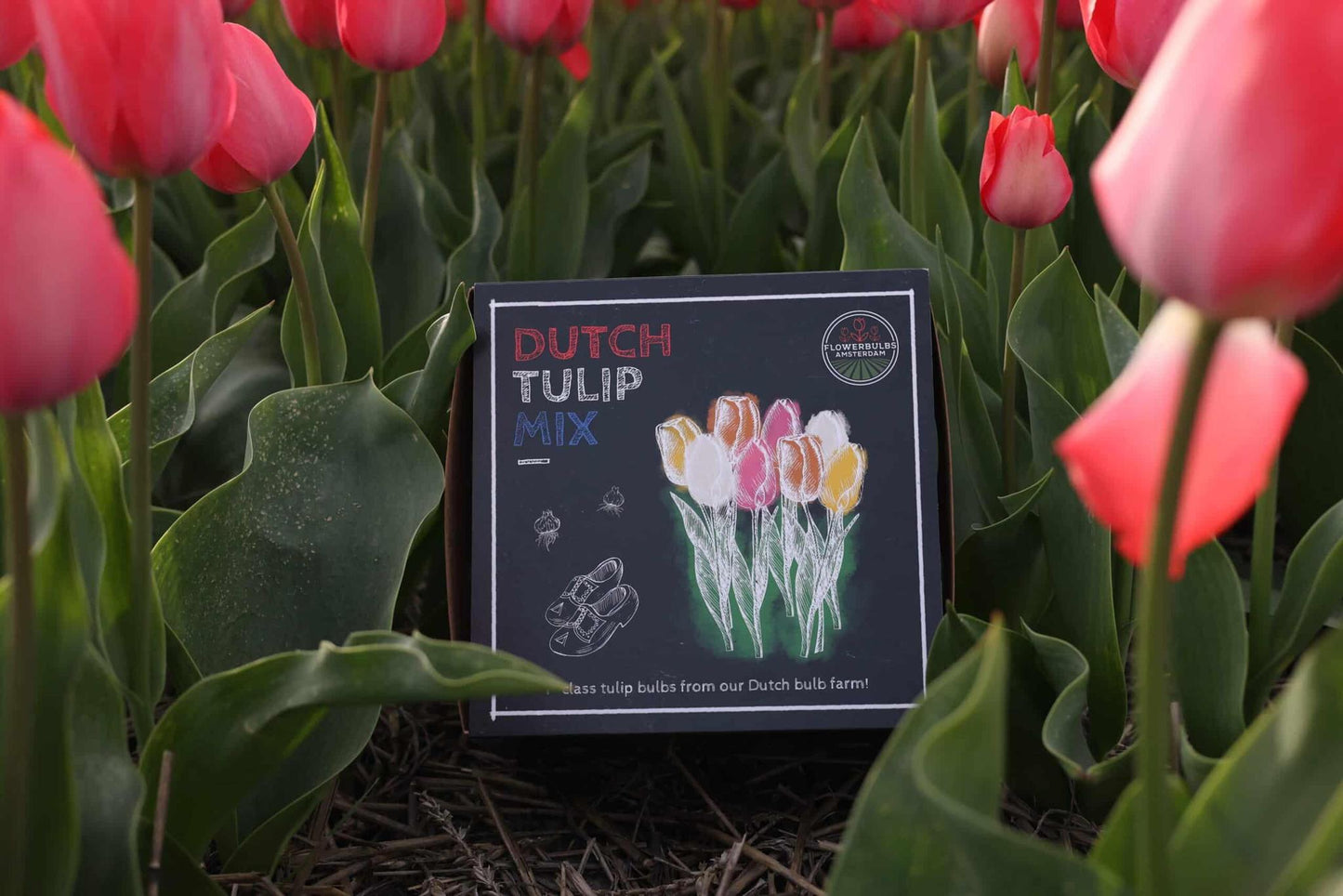 Dutch Tulip Mix - Medium - 40 bloembollen