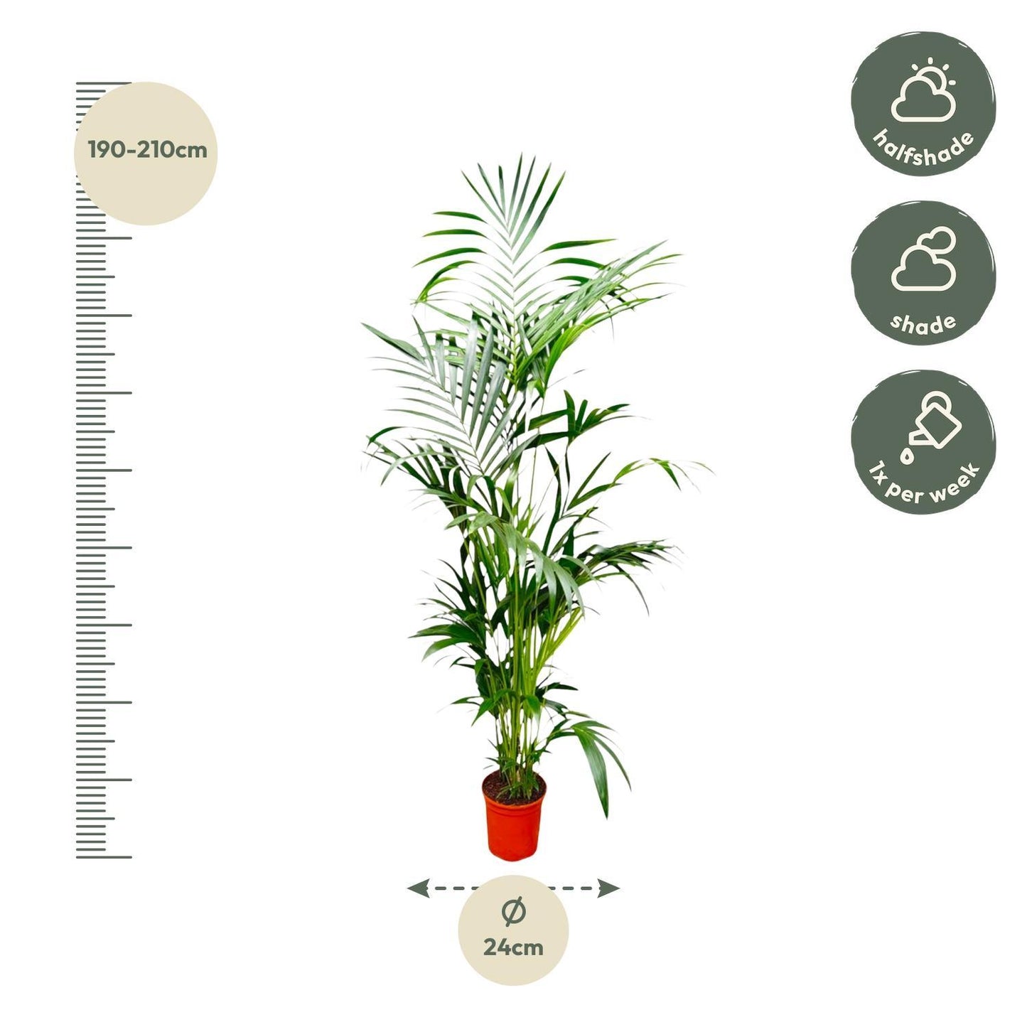 Kentia Palm - ↨200cm - Ø24cm