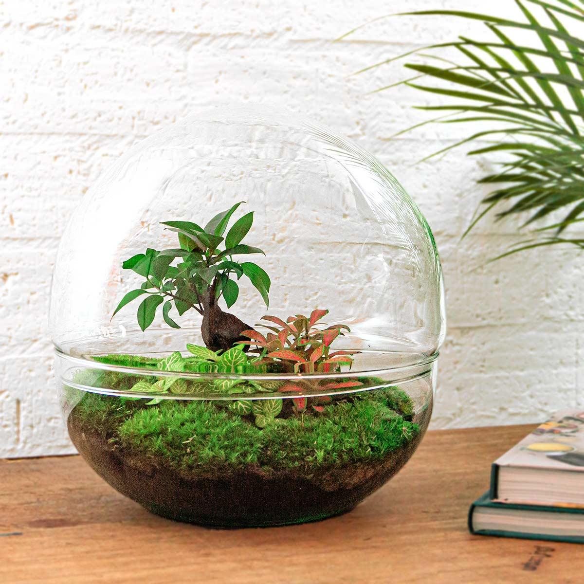DIY terrarium Dome XL Ficus Ginseng Bonsai - ↨30cm - Ø30cm